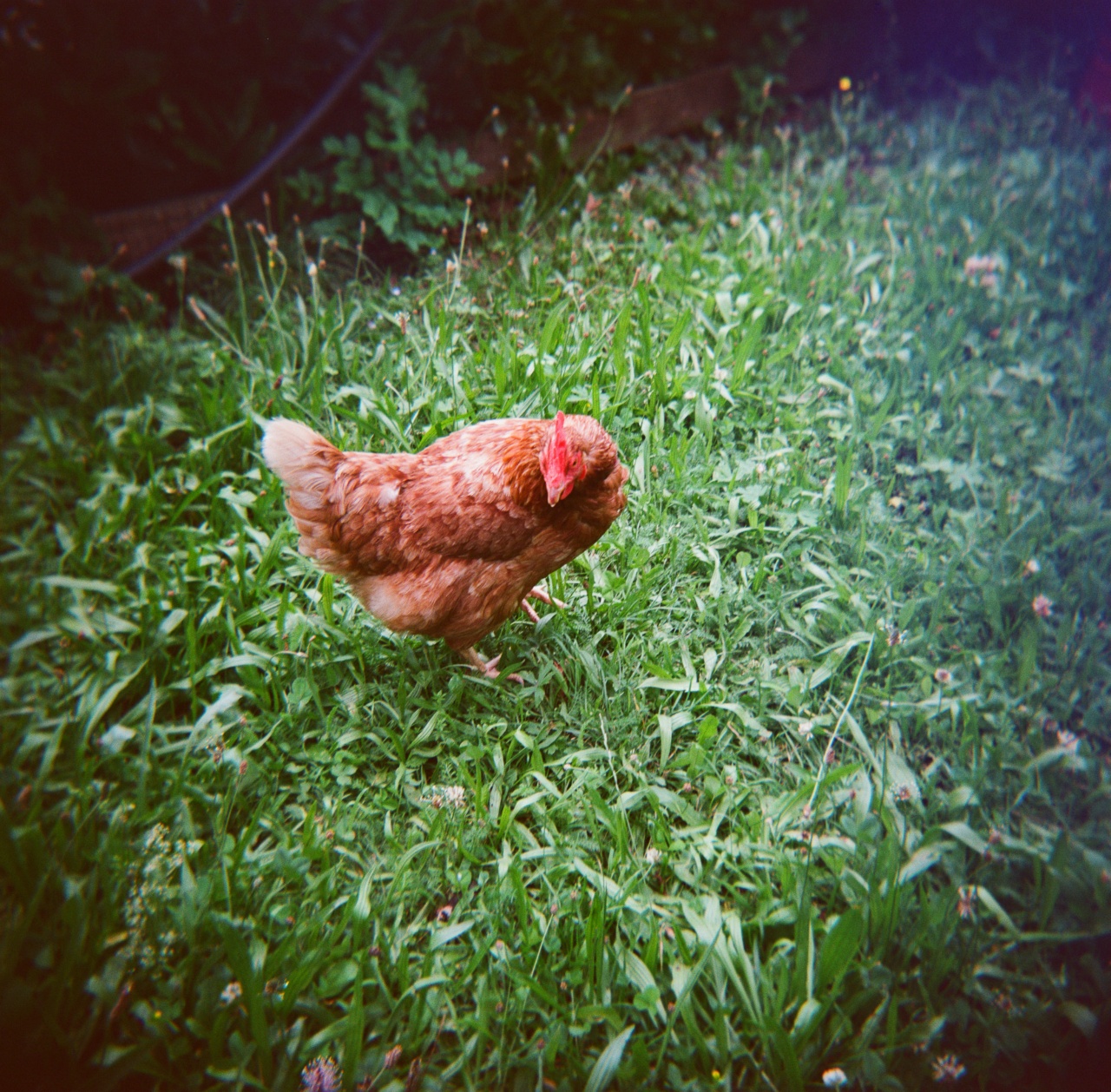 Holga GCFN | Lomography CN 400