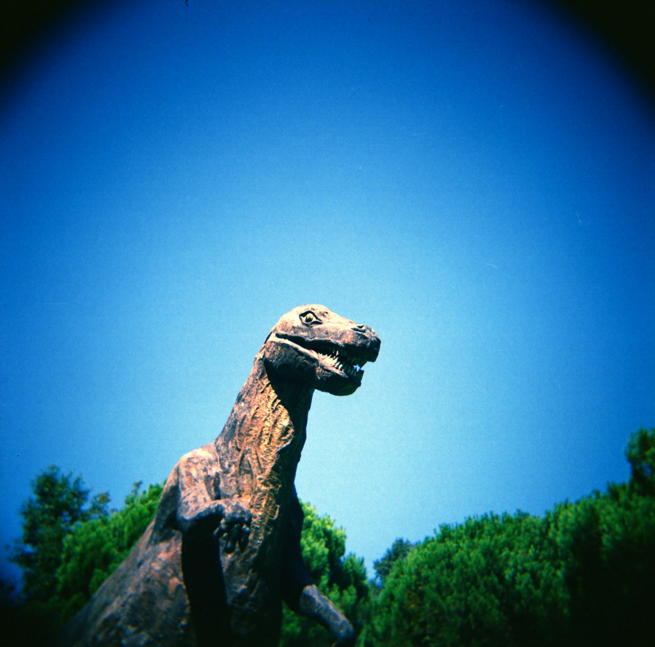 Holga GCFN | Lomography CN 400