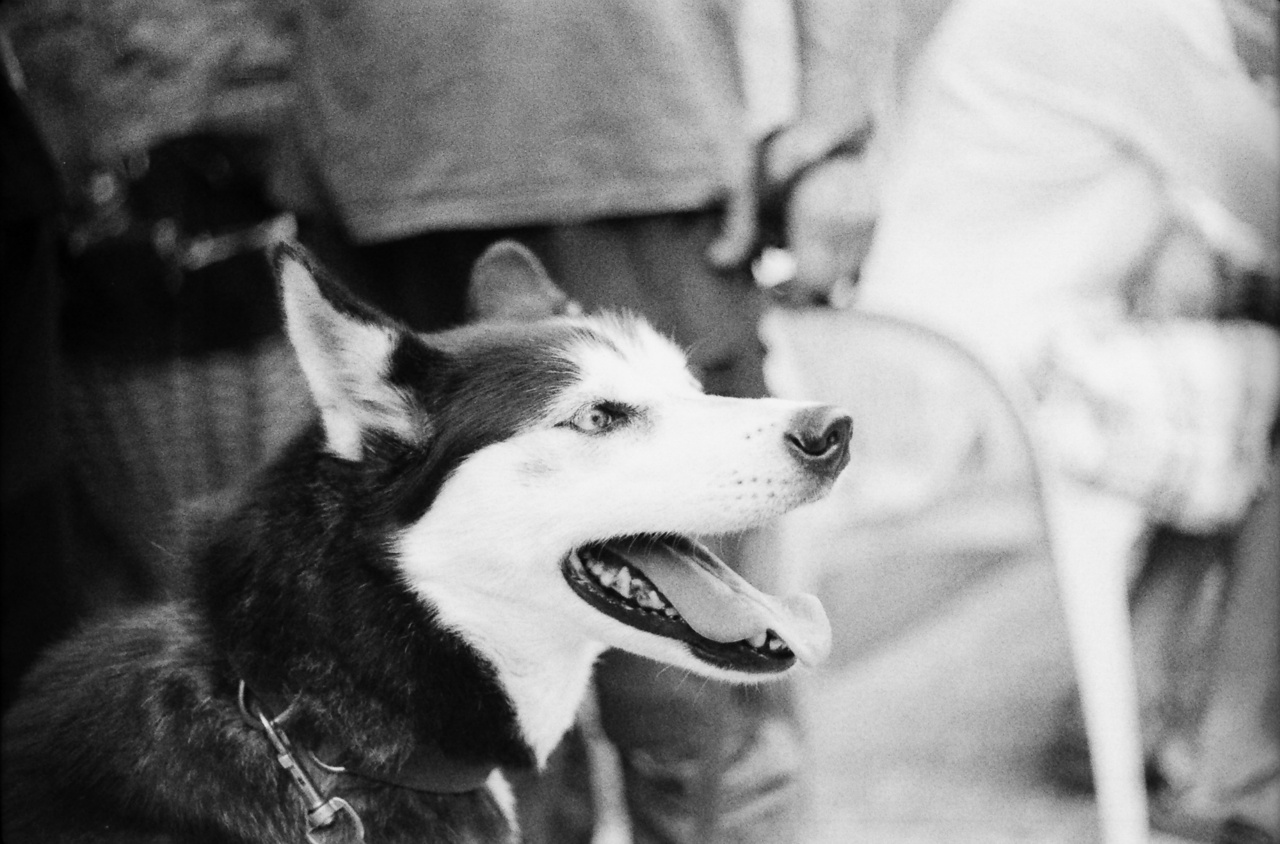 Yashica FX-2 | Lomography Lady Grey B&W 400