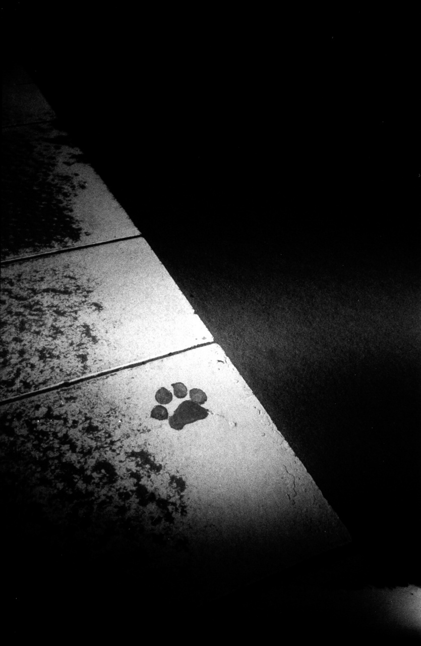 Lomo LC-A | Kodak 100TMX [exp. 07/2011]