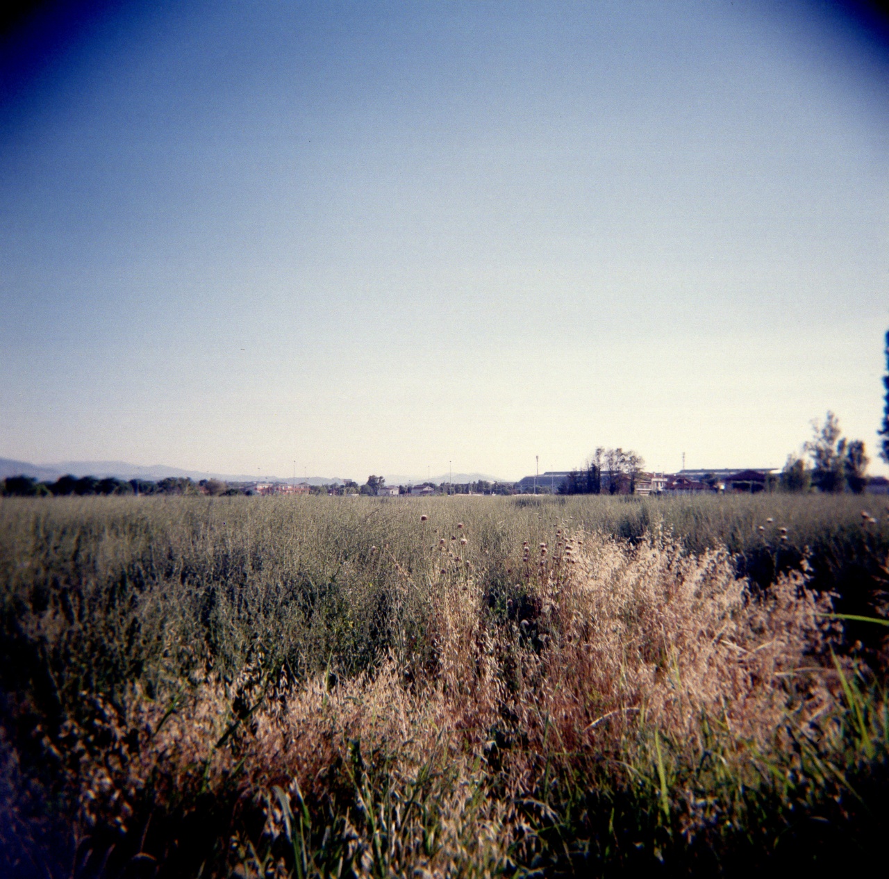 Holga GCFN | Lomography CN 800 [exp. 05/2016]