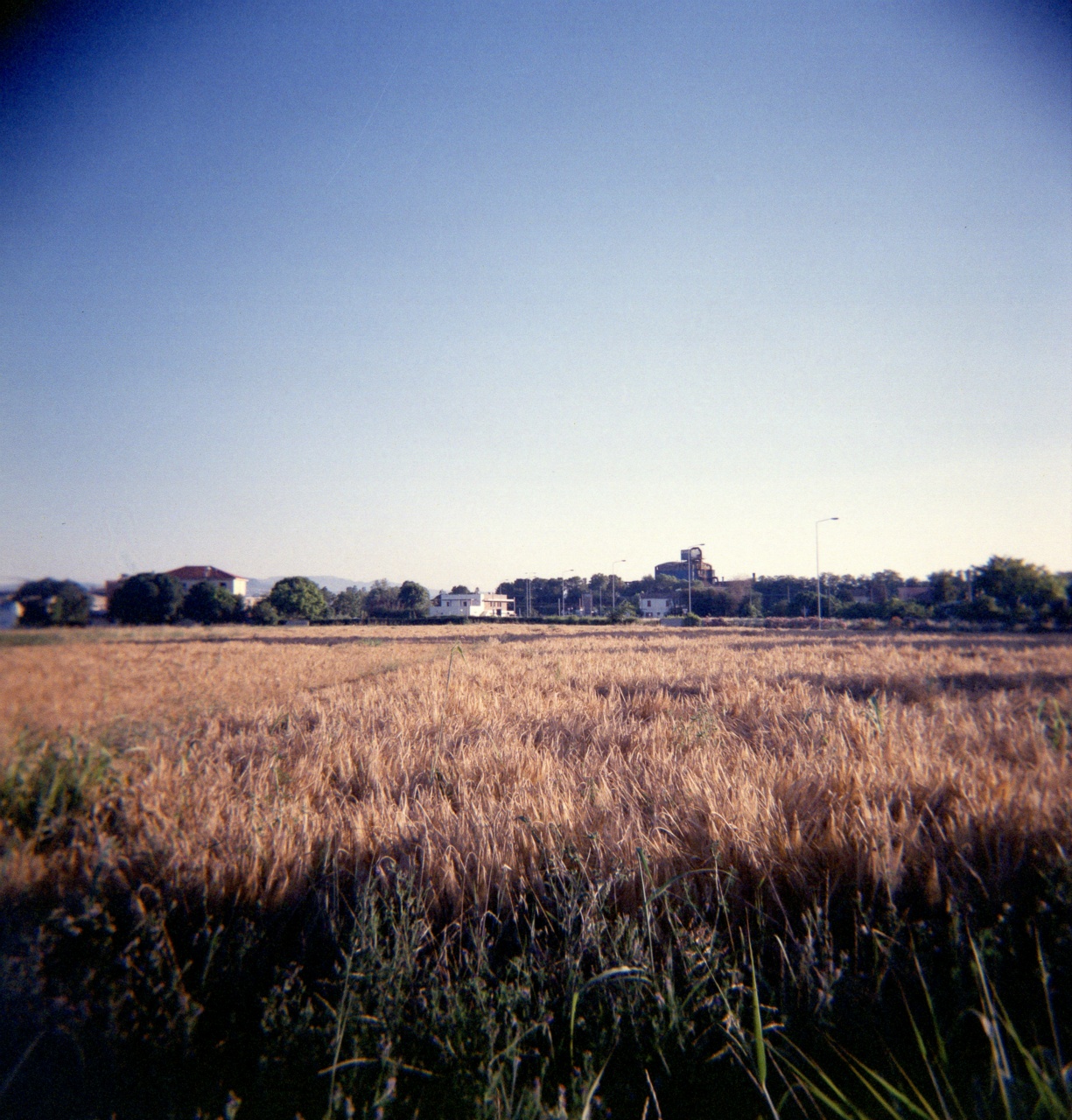 Holga GCFN | Lomography CN 800 [exp. 05/2016]