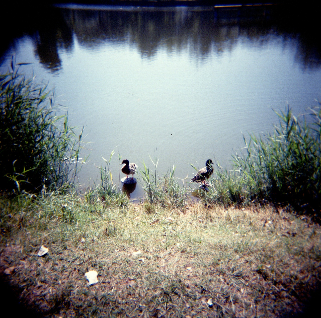 Holga GCFN | Lomography CN 800 [exp. 05/2016]