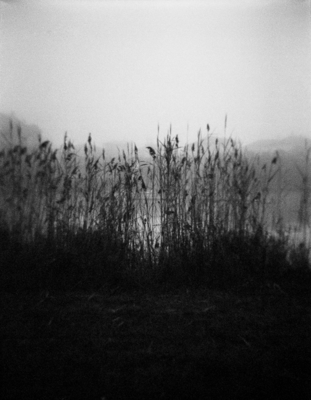 Holga GCFN | Ilford HP5+ 400 [exp. 10/2021]